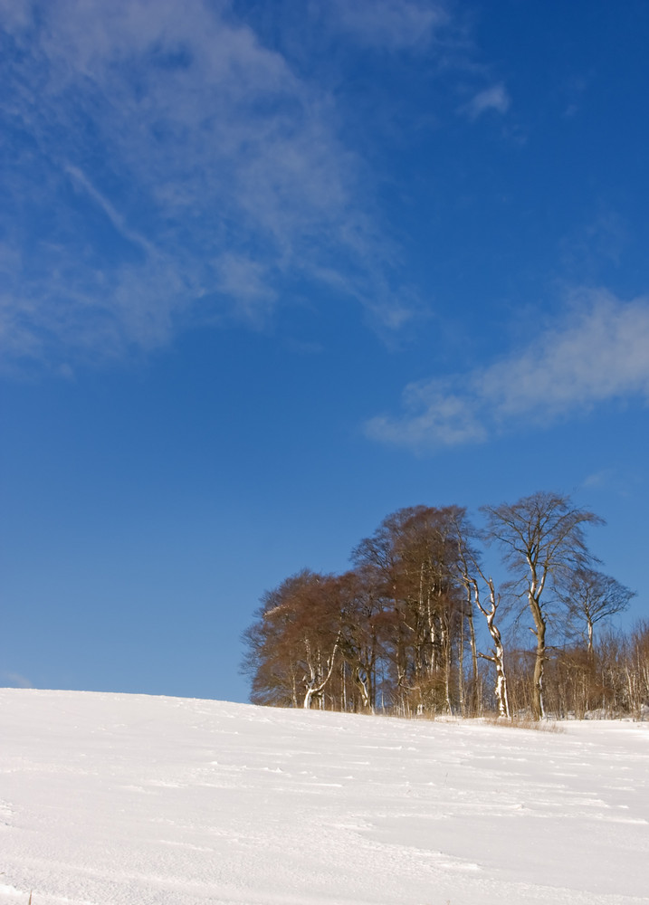 Trees against a blue sky