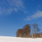 Trees against a blue sky