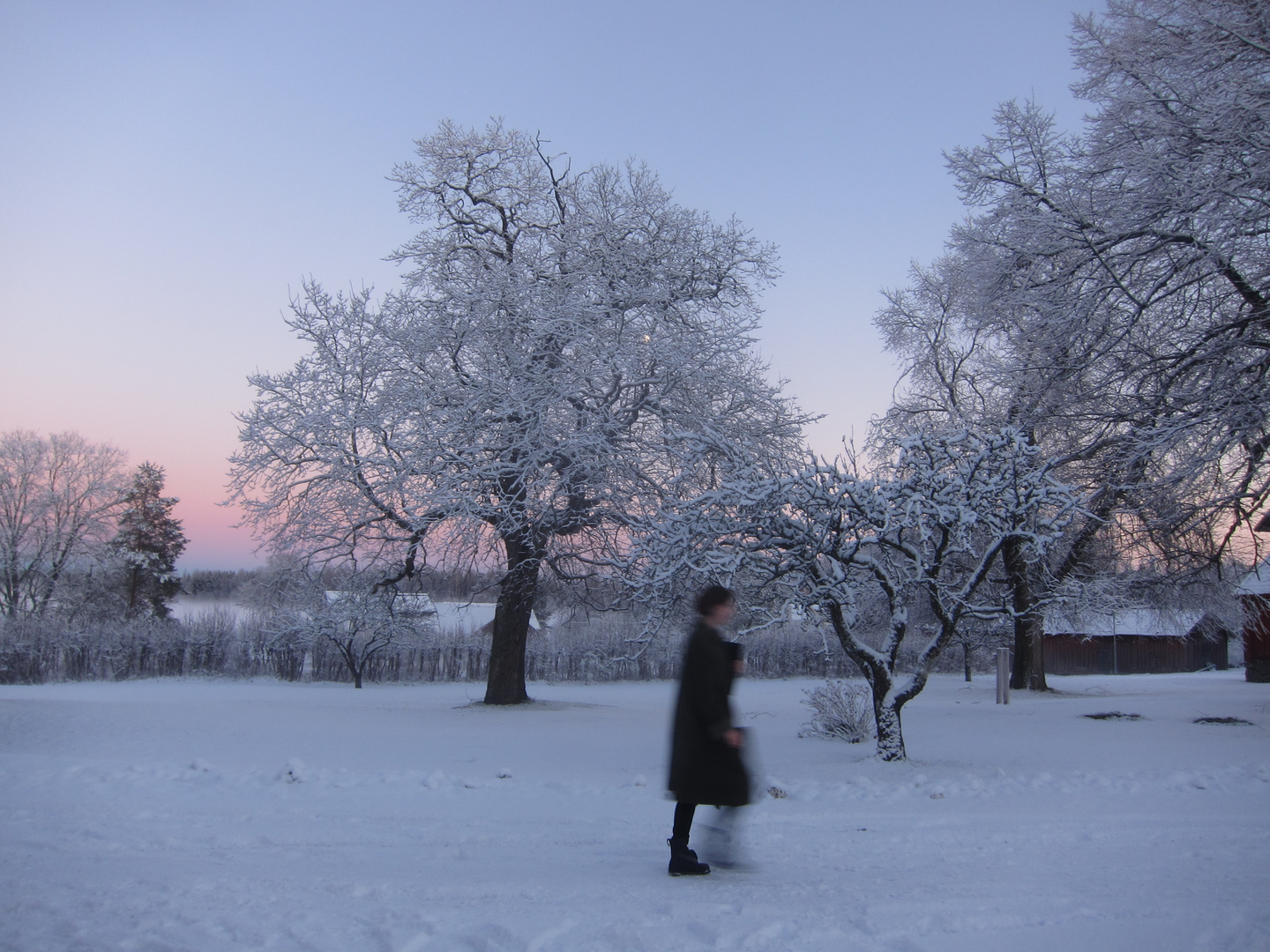 Trees and a girl walking by