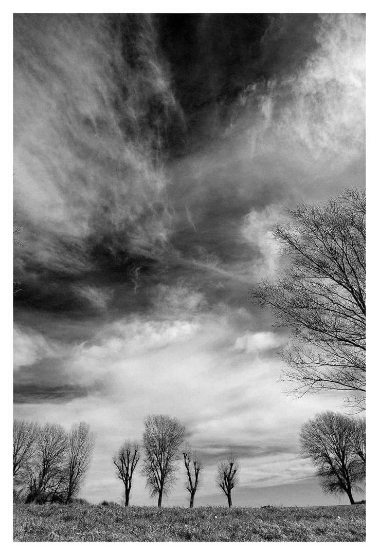 Trees and clouds