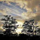 Trees and Clouds