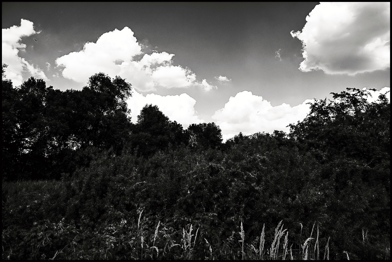 Trees and clouds