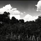 Trees and clouds