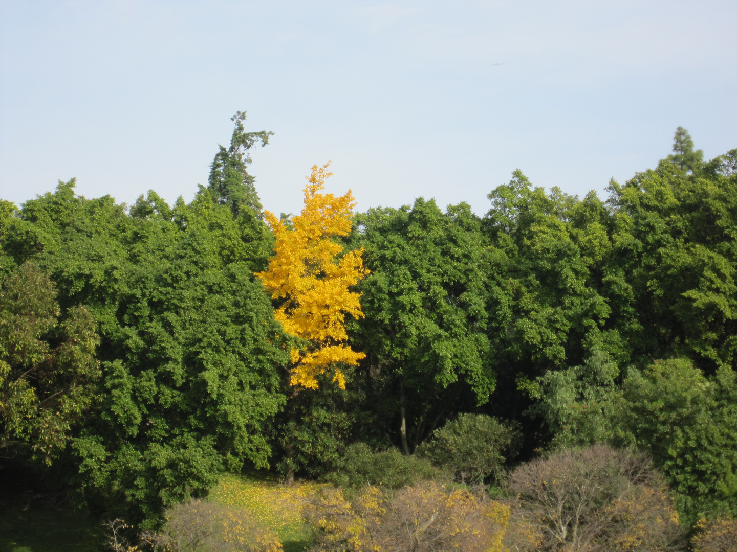 Trees and Colors