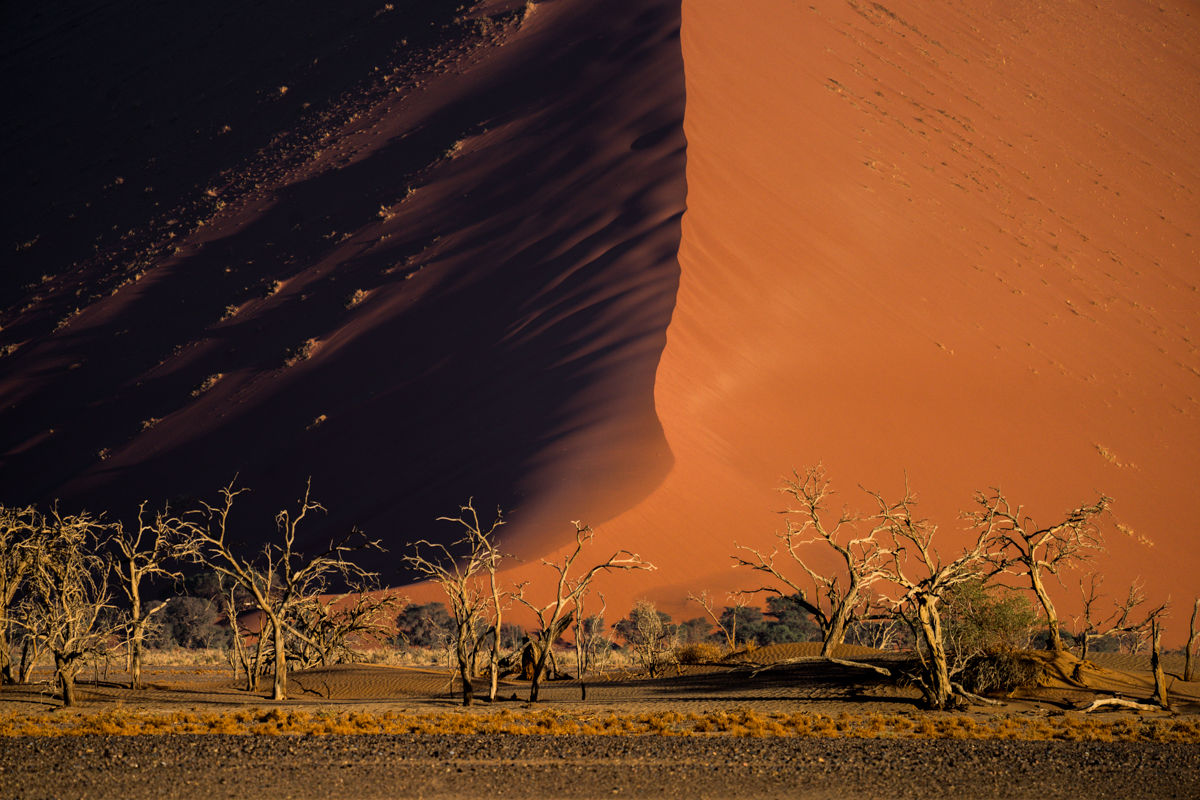 Trees and dune