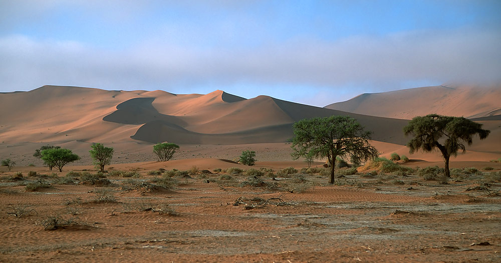 Trees and Dunes