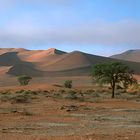 Trees and Dunes