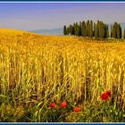 Trees and fields