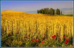 Trees and fields