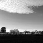 Trees and Fields, Ostersander, Germany. 2020