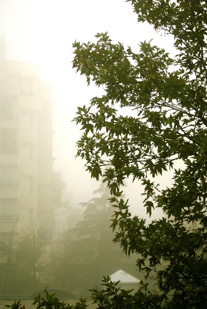 trees and fog by hassan bahrameh