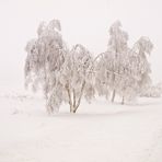 trees and footprints