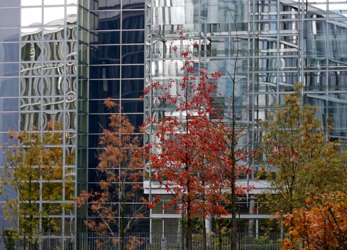 trees and glasses 