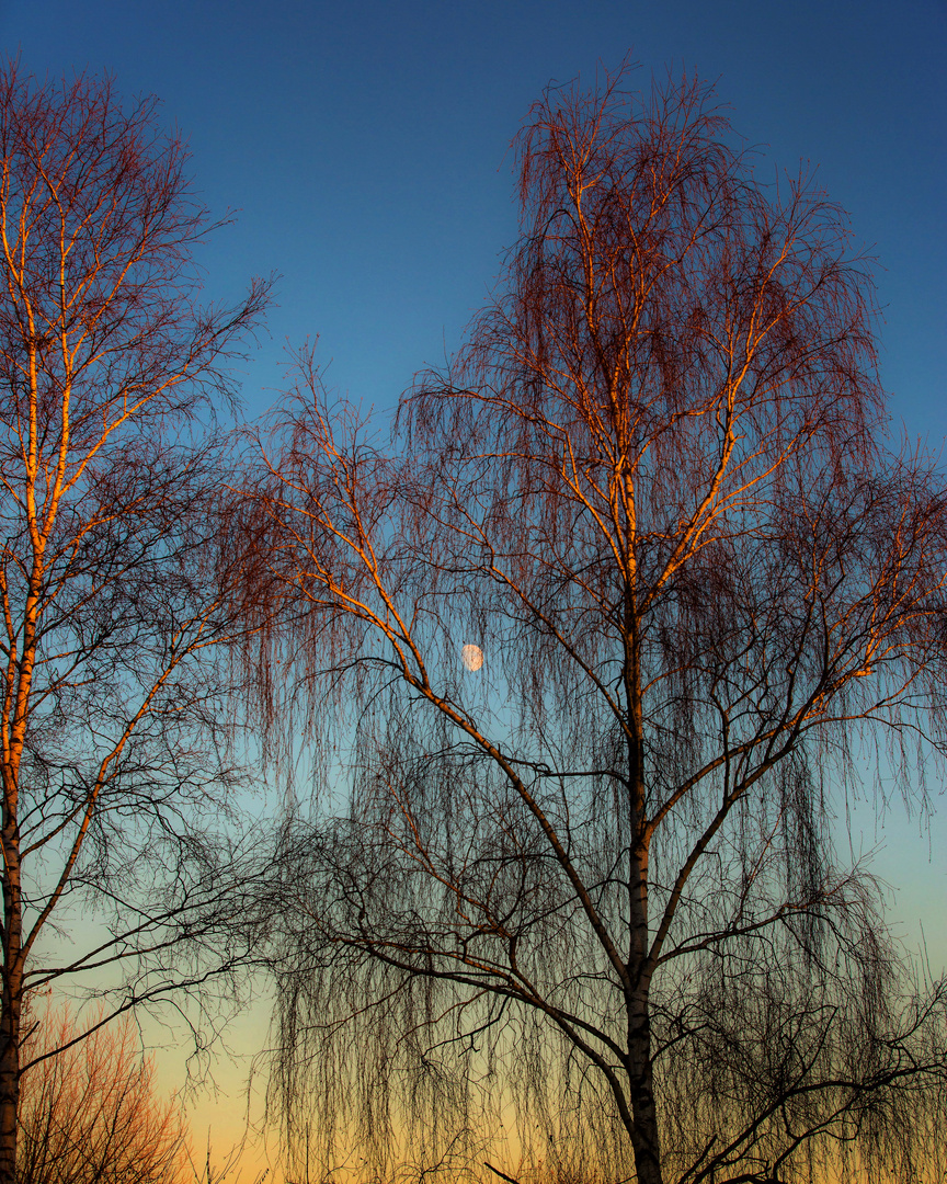 Trees and Moon