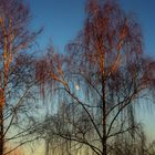 Trees and Moon