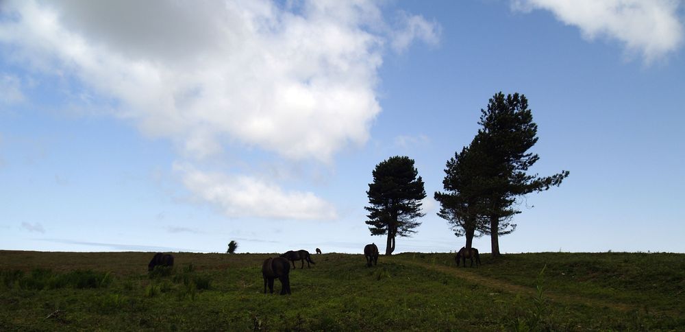 Trees and Ponys