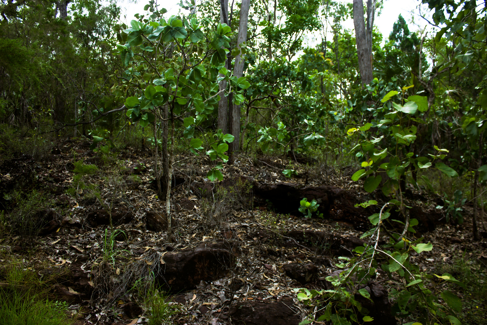 Trees And Rocks