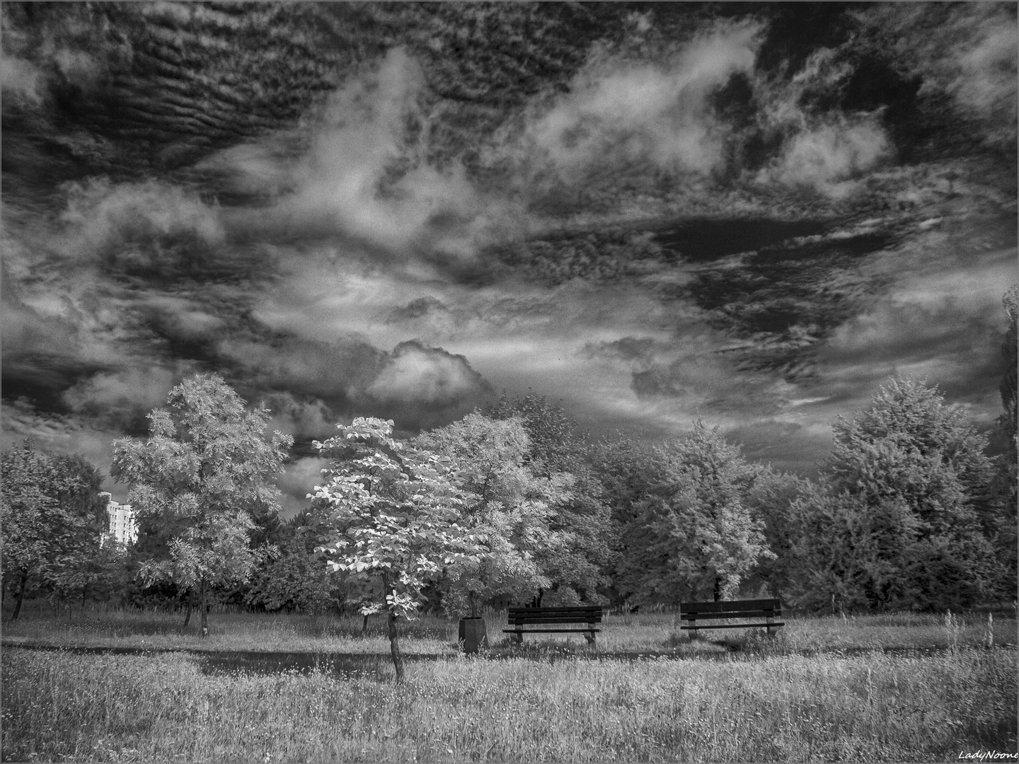 Trees and skies 1