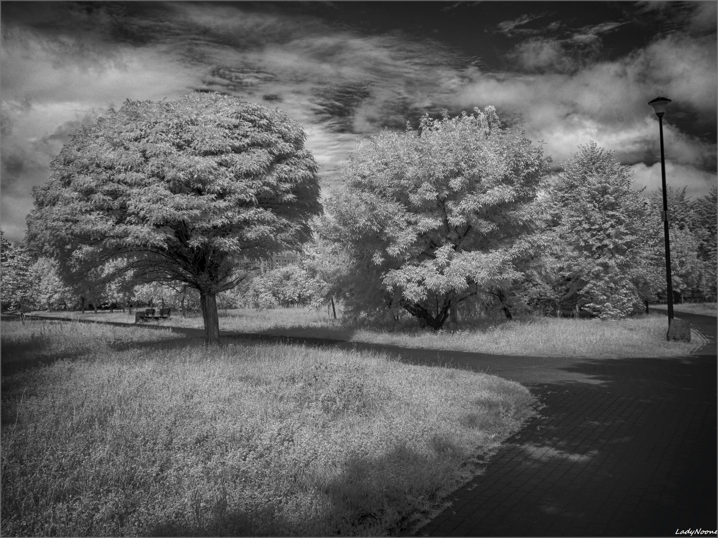 Trees and skies 2