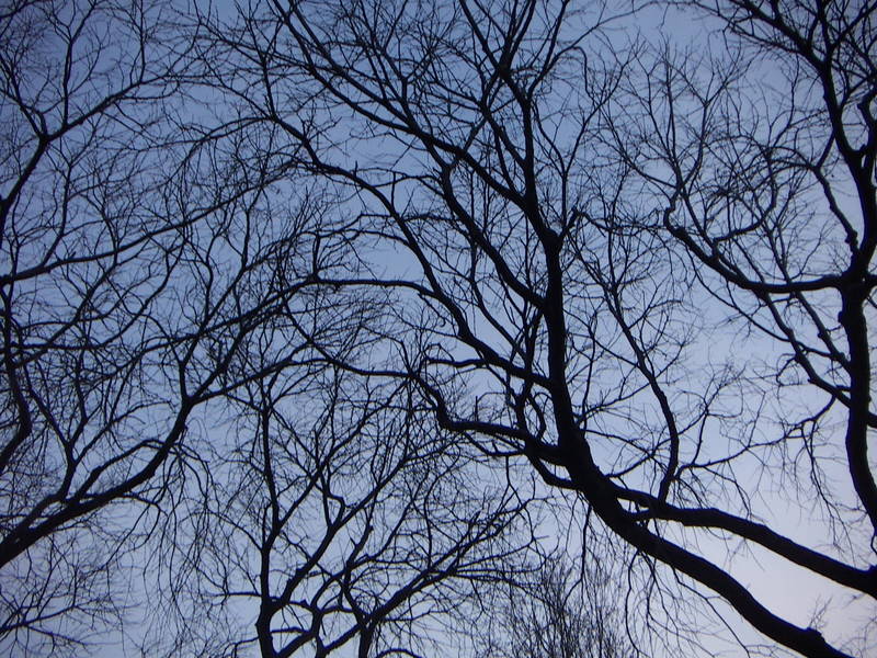 trees and sky