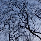 trees and sky