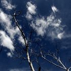 Trees and Sky