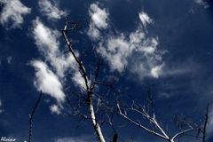 Trees and Sky