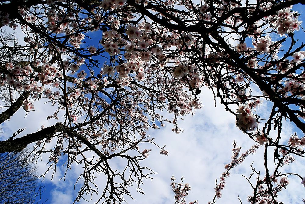 Trees and sky