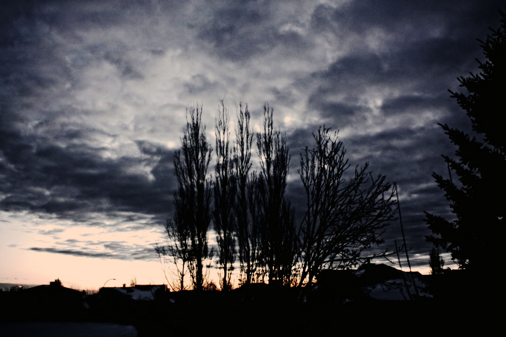 trees and sky