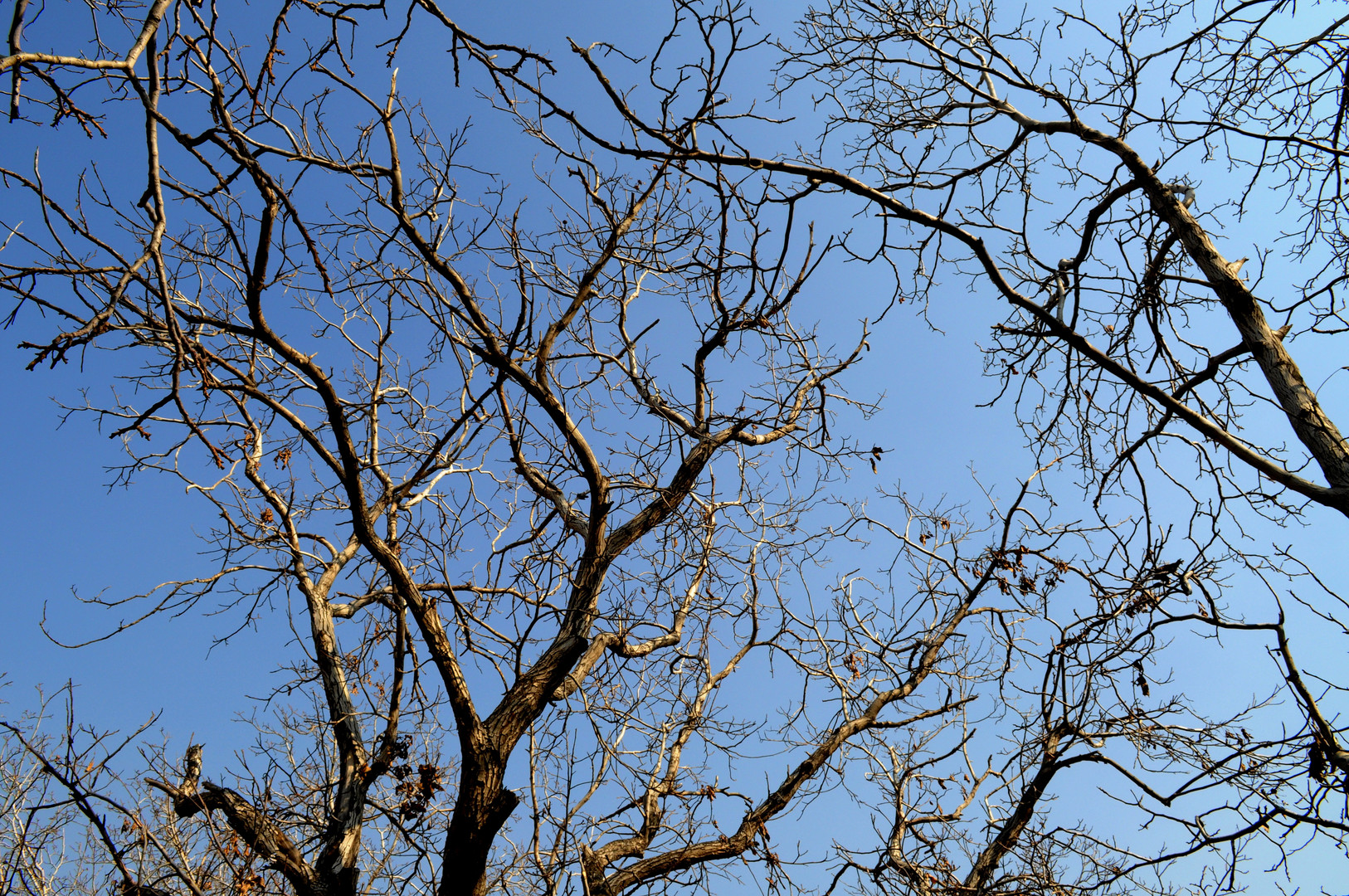 Trees and sky