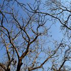 Trees and sky