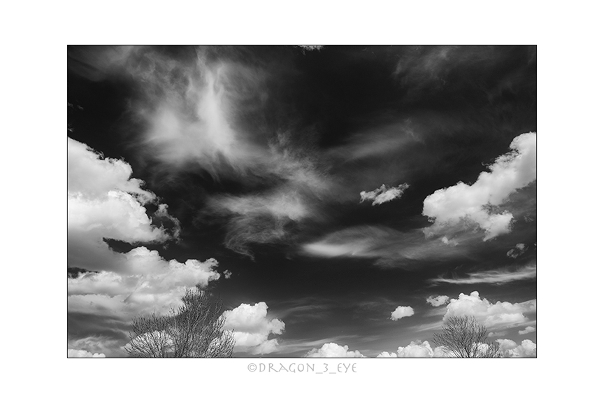 Trees and Sky 