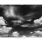 Trees and Sky 