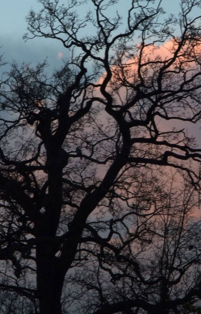 Trees and skys