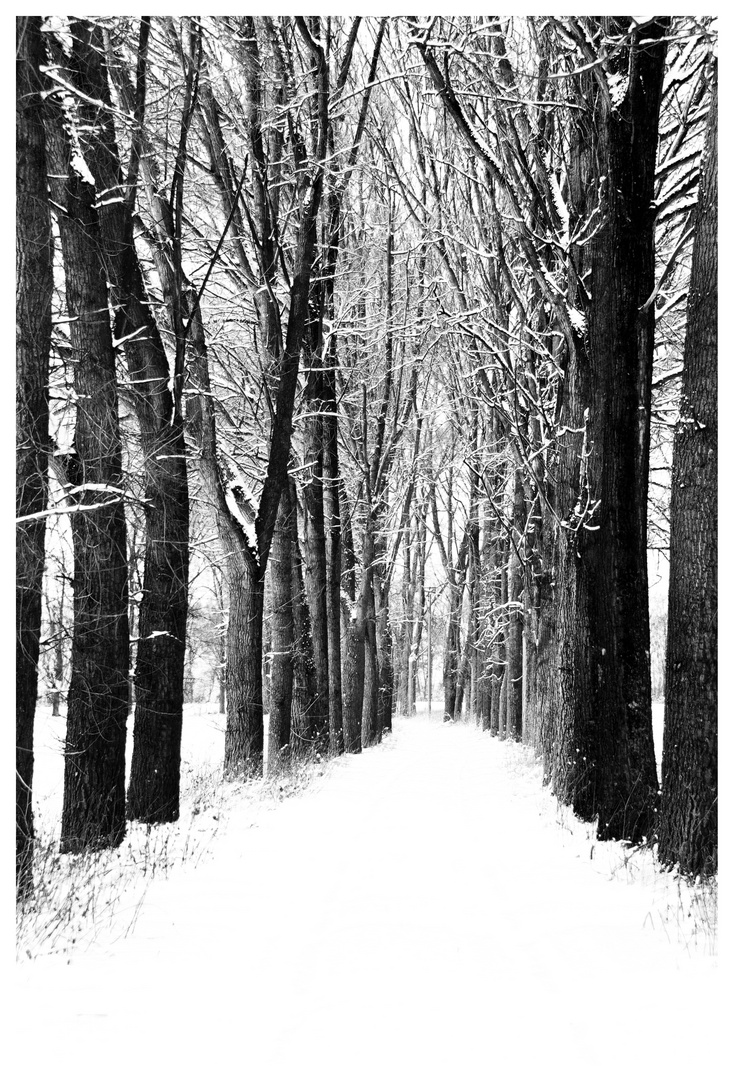 Trees and snow