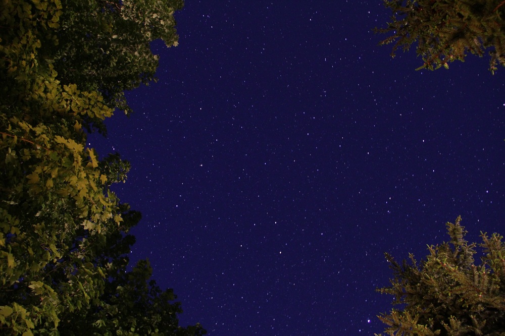 Trees and Stars