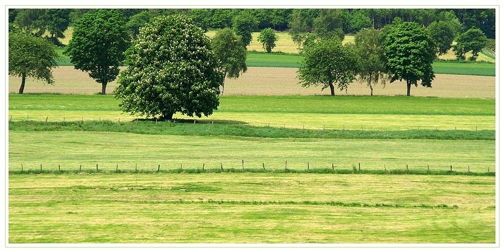 *** trees and stripes ***