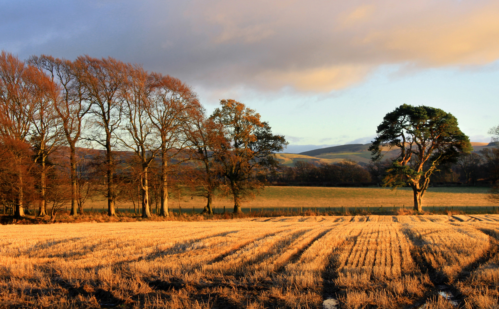 Trees and stubble