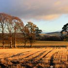 Trees and stubble