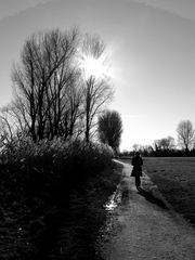 Trees And Sun !