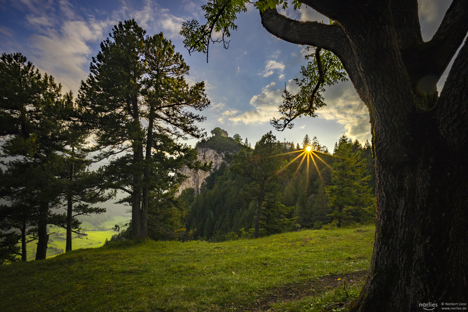 Trees and sun