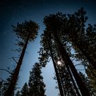 Trees and the Moon