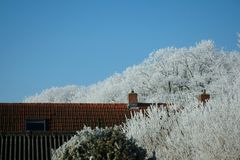 Trees are eating our house!