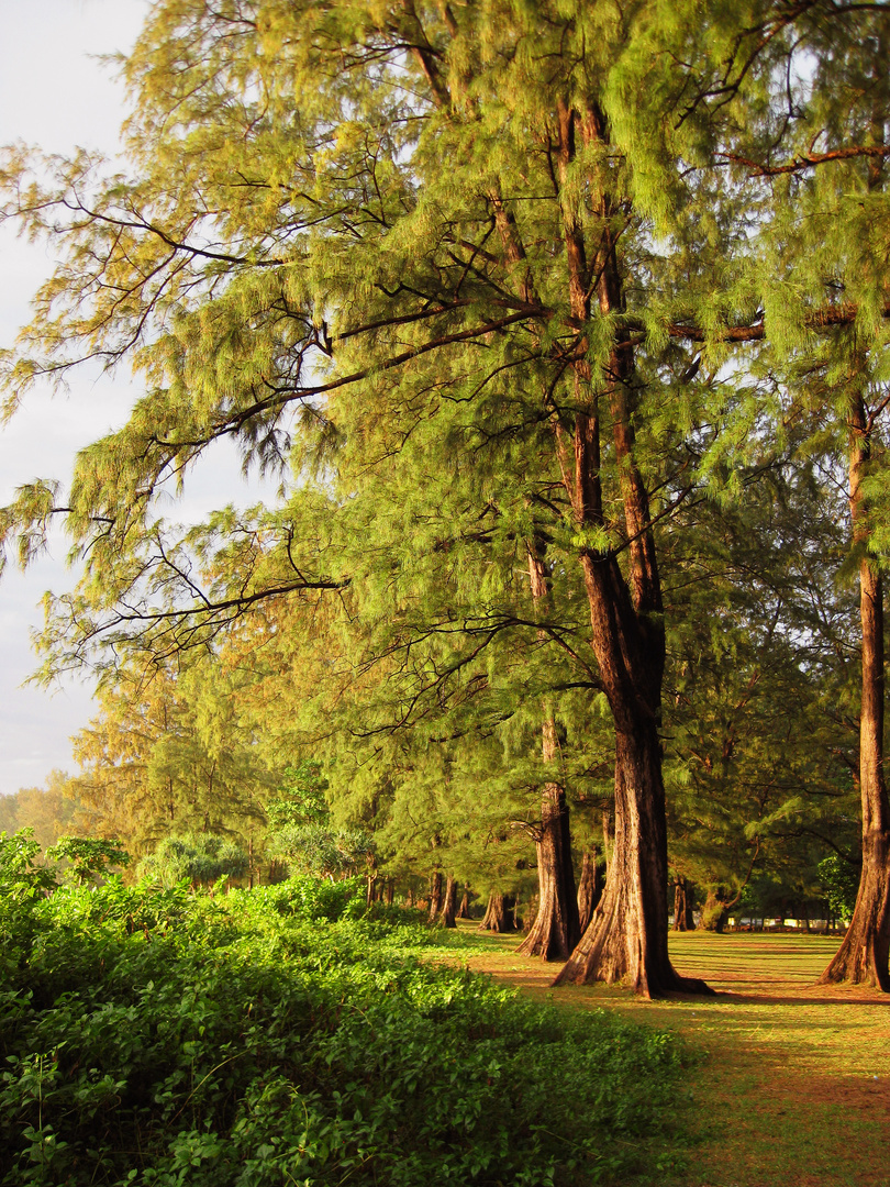 Trees at Dawn