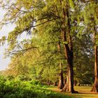 Trees at Dawn