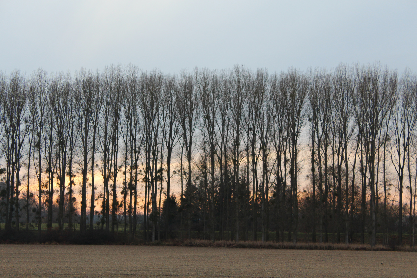 Trees at Evening