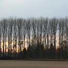 Trees at Evening