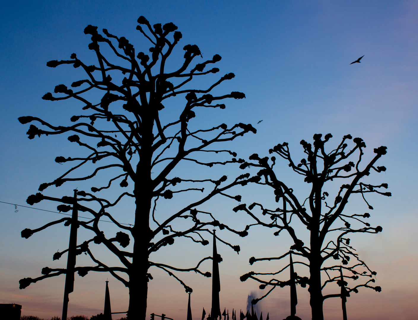 trees at jungfernstieg.