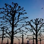 trees at jungfernstieg.