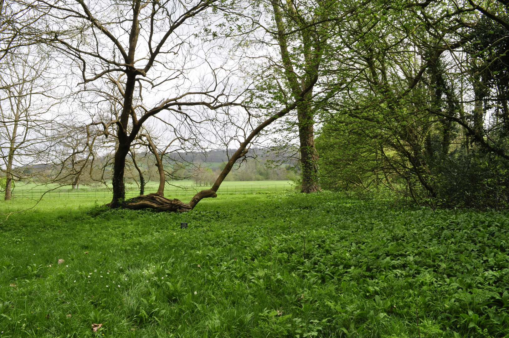 Trees at Lacock